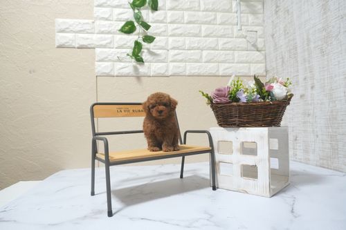 滋賀県のトイプードル(トイ) (いっぷく湖南店/2025年9月4日生まれ/男の子/レッドフォーン)の子犬の1枚目の画像