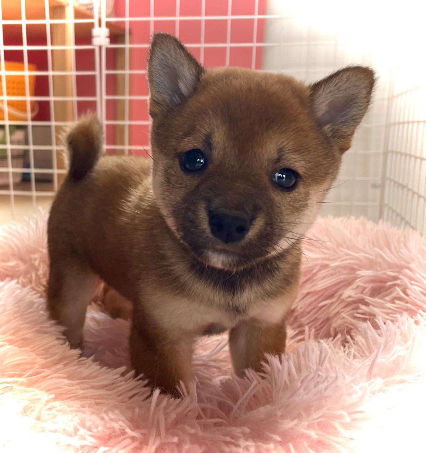 神奈川県の小豆サイズの豆柴 (Puppyカフェ/2025年1月9日生まれ/女の子/赤)の子犬