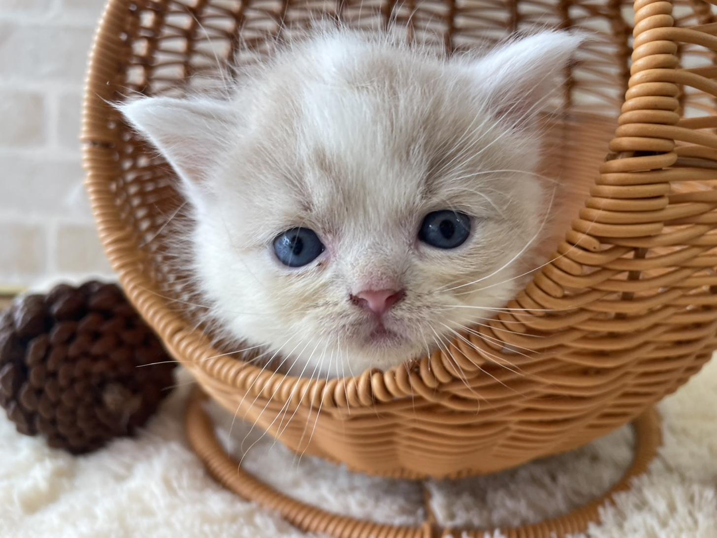 佐賀県のスコティッシュフォールド (スタードッグス新鳥栖店/2025年10月1日生まれ/男の子/クリームタビーホワイト)の子猫の1枚目の画像