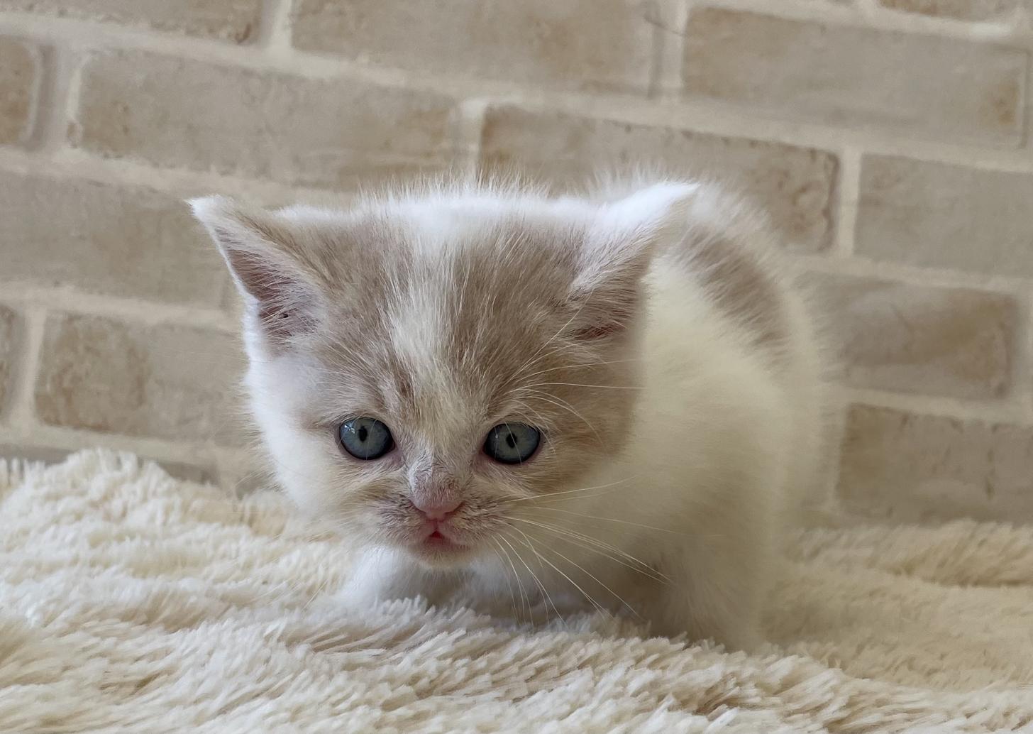 佐賀県のスコティッシュフォールド (スタードッグス新鳥栖店/2025年10月8日生まれ/男の子/クリームタビーホワイト)の子猫の1枚目の画像