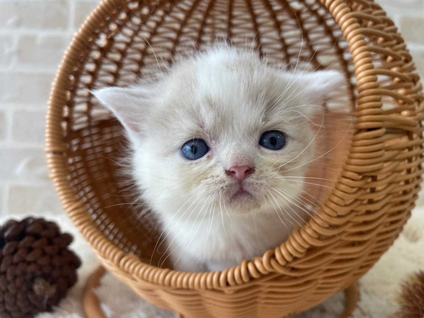 佐賀県のスコティッシュフォールド (スタードッグス新鳥栖店/2025年10月1日生まれ/男の子/クリームタビーホワイト)の子猫の2枚目の画像