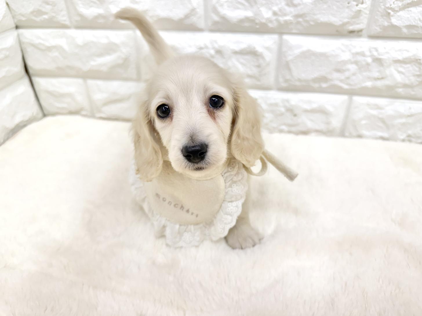 神奈川県のミニチュアダックスフンド(ロング) (ペッツコンシェル鶴見元宮店/2026年2月18日生まれ/女の子/イエロー)の子犬の1枚目の画像