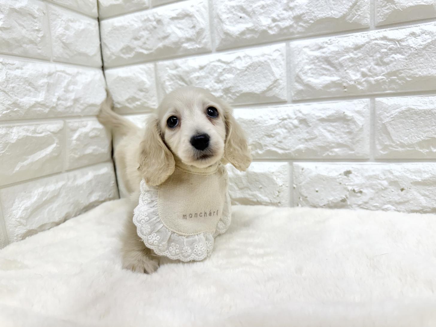 神奈川県のミニチュアダックスフンド(ロング) (ペッツコンシェル鶴見元宮店/2026年2月18日生まれ/女の子/イエロー)の子犬の2枚目の画像