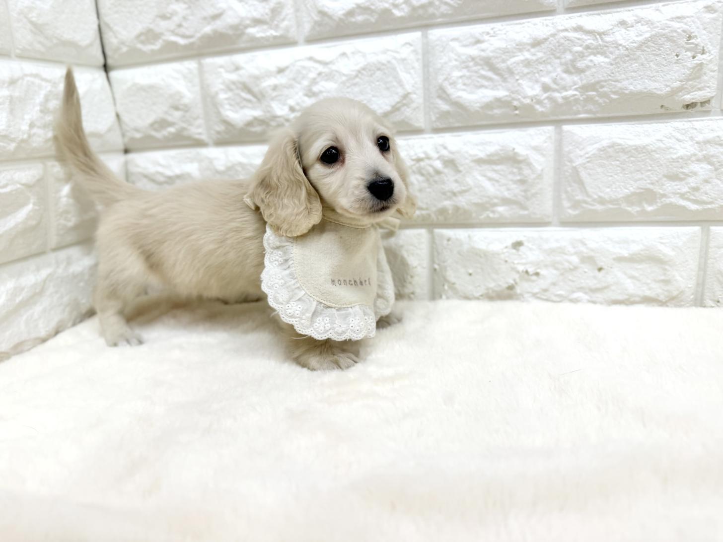 神奈川県のミニチュアダックスフンド(ロング) (ペッツコンシェル鶴見元宮店/2026年2月18日生まれ/女の子/イエロー)の子犬の3枚目の画像