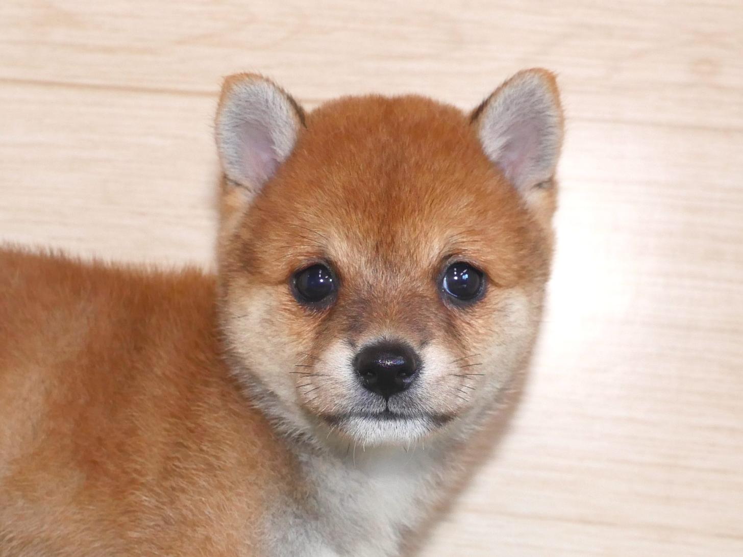愛知県の豆柴 (丸弘ペットセンター/2026年7月5日生まれ/女の子/赤)の子犬の1枚目の画像