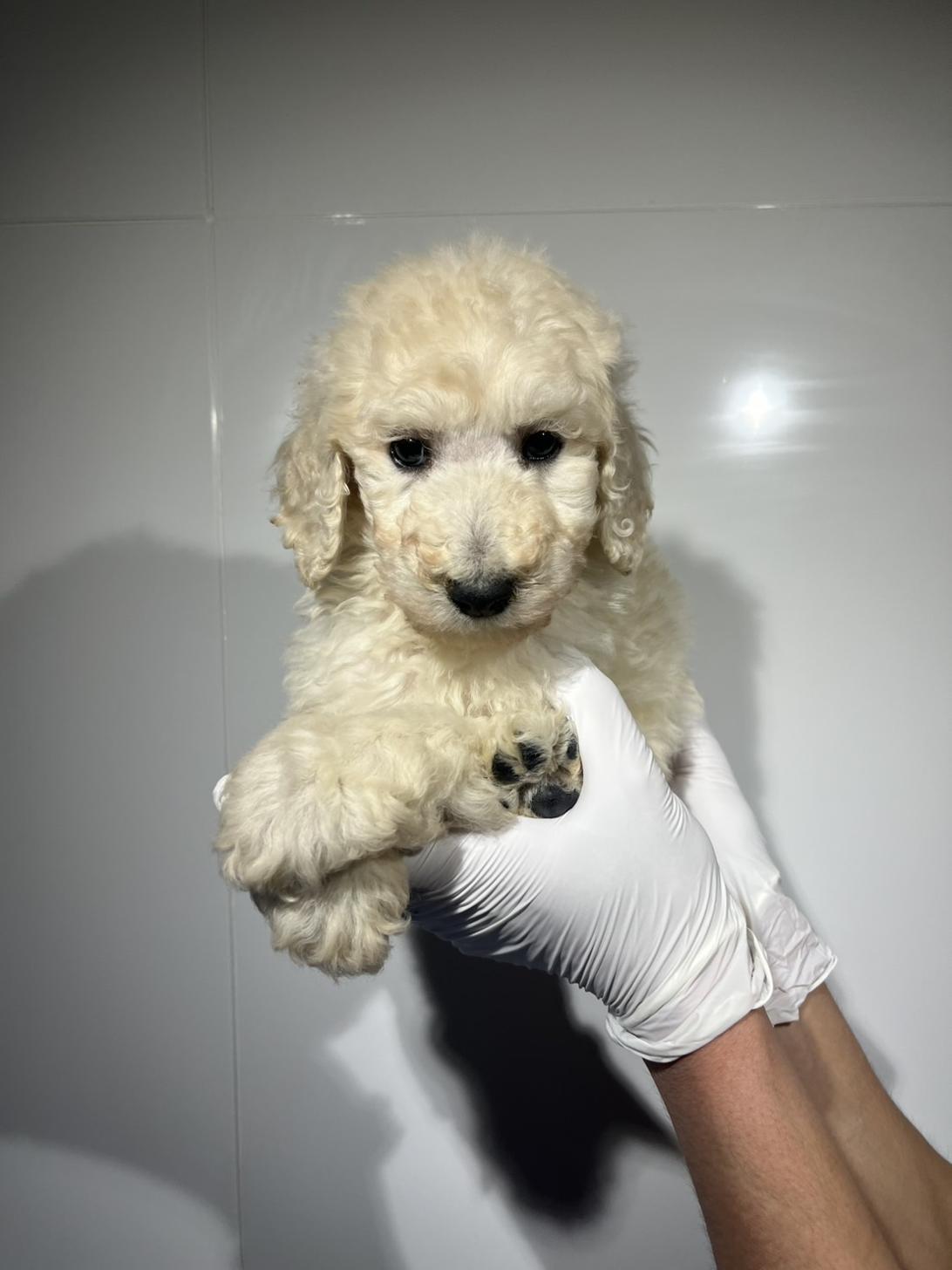 埼玉県のスタンダードプードル (ペッツスマイル加須インター店/2026年1月11日生まれ/男の子/ホワイト)の子犬の1枚目の画像