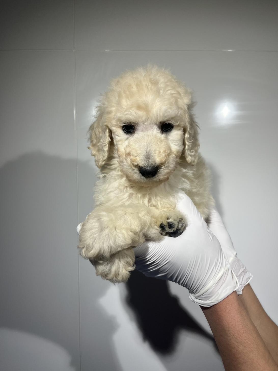 埼玉県のスタンダードプードル (ペッツスマイル加須インター店/2026年1月11日生まれ/男の子/ホワイト)の子犬の2枚目の画像