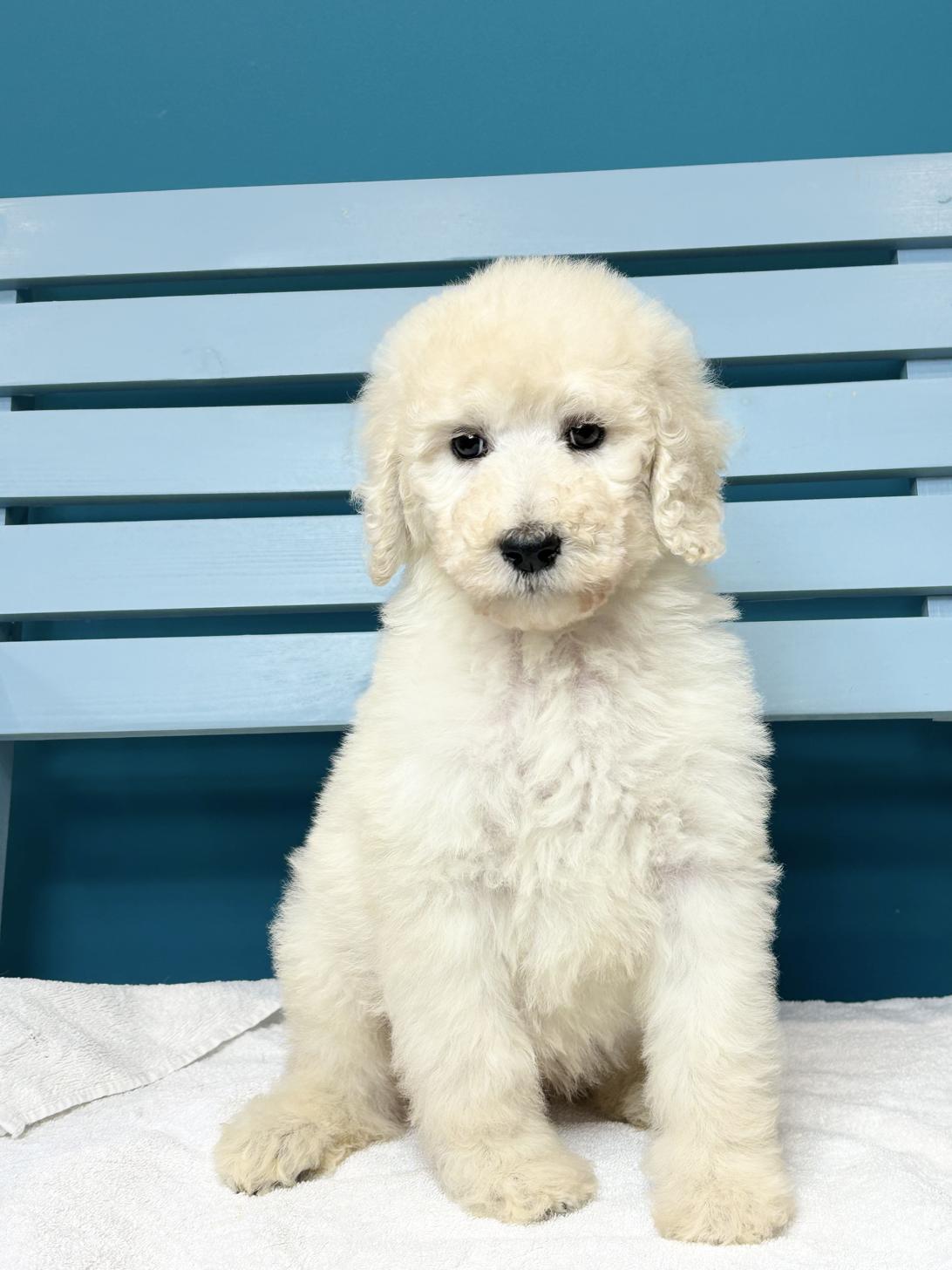 埼玉県のスタンダードプードル (ペッツスマイル加須インター店/2026年1月11日生まれ/男の子/ホワイト)の子犬の2枚目の画像