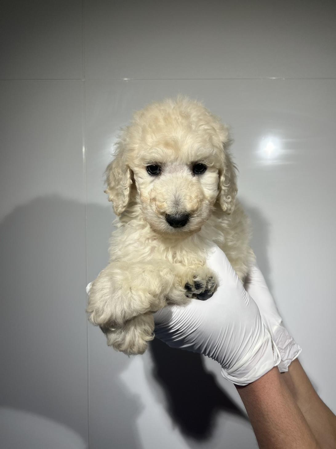 埼玉県のスタンダードプードル (ペッツスマイル加須インター店/2026年1月11日生まれ/男の子/ホワイト)の子犬の3枚目の画像