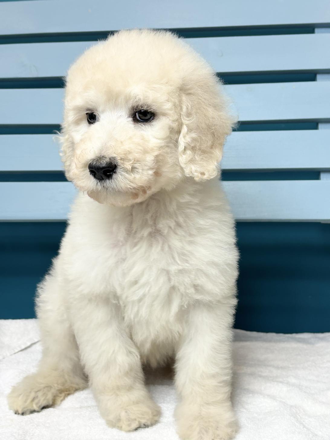 埼玉県のスタンダードプードル (ペッツスマイル加須インター店/2026年1月11日生まれ/男の子/ホワイト)の子犬の4枚目の画像