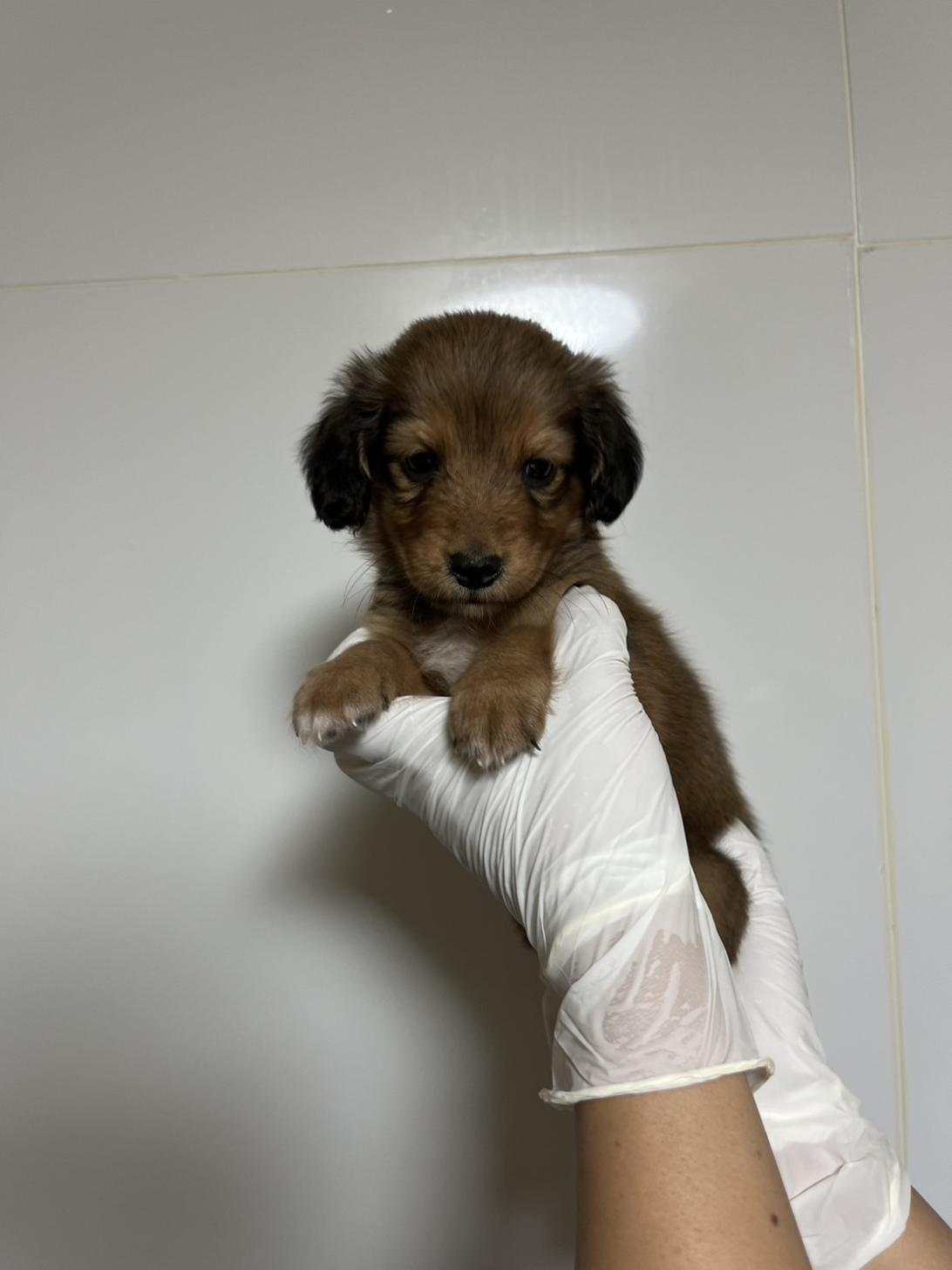 埼玉県のハーフ犬・ミックス犬 (ペッツスマイル南中野店/2026年8月23日生まれ/女の子/レッド)の子犬の1枚目の画像