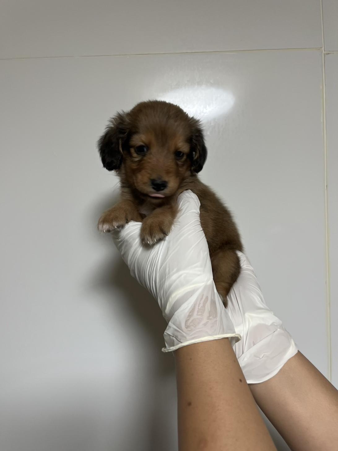 埼玉県のハーフ犬・ミックス犬 (ペッツスマイル南中野店/2026年8月23日生まれ/女の子/レッド)の子犬の2枚目の画像