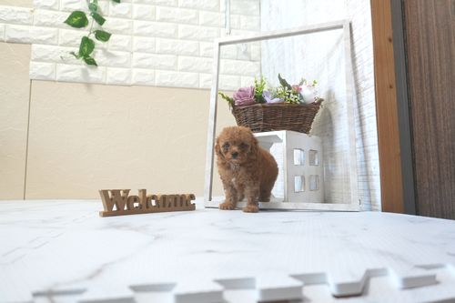 滋賀県のトイプードル(トイ) (いっぷく湖南店/2025年8月28日生まれ/男の子/レッドフォーン)の子犬の2枚目の画像