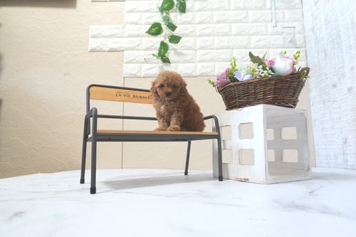 滋賀県のトイプードル(トイ) (いっぷく湖南店/2025年8月28日生まれ/男の子/レッドフォーン)の子犬の3枚目の画像
