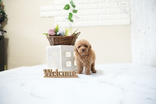 滋賀県のトイプードル(タイニー) (いっぷく湖南店/2025年11月18日生まれ/男の子/ペールフォーン)の子犬の3枚目の画像