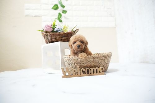 滋賀県のトイプードル(タイニー) (いっぷく湖南店/2025年11月18日生まれ/男の子/ペールフォーン)の子犬の4枚目の画像