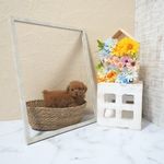滋賀県のトイプードル(トイ) (いっぷく湖南店/2025年4月17日生まれ/男の子/レッドフォーン)の子犬