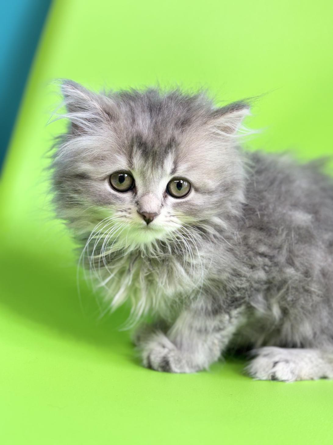 埼玉県のサイベリアン (ペッツスマイル加須インター店/2025年12月27日生まれ/女の子/ダイリュートキャリコ)の子猫の1枚目の画像