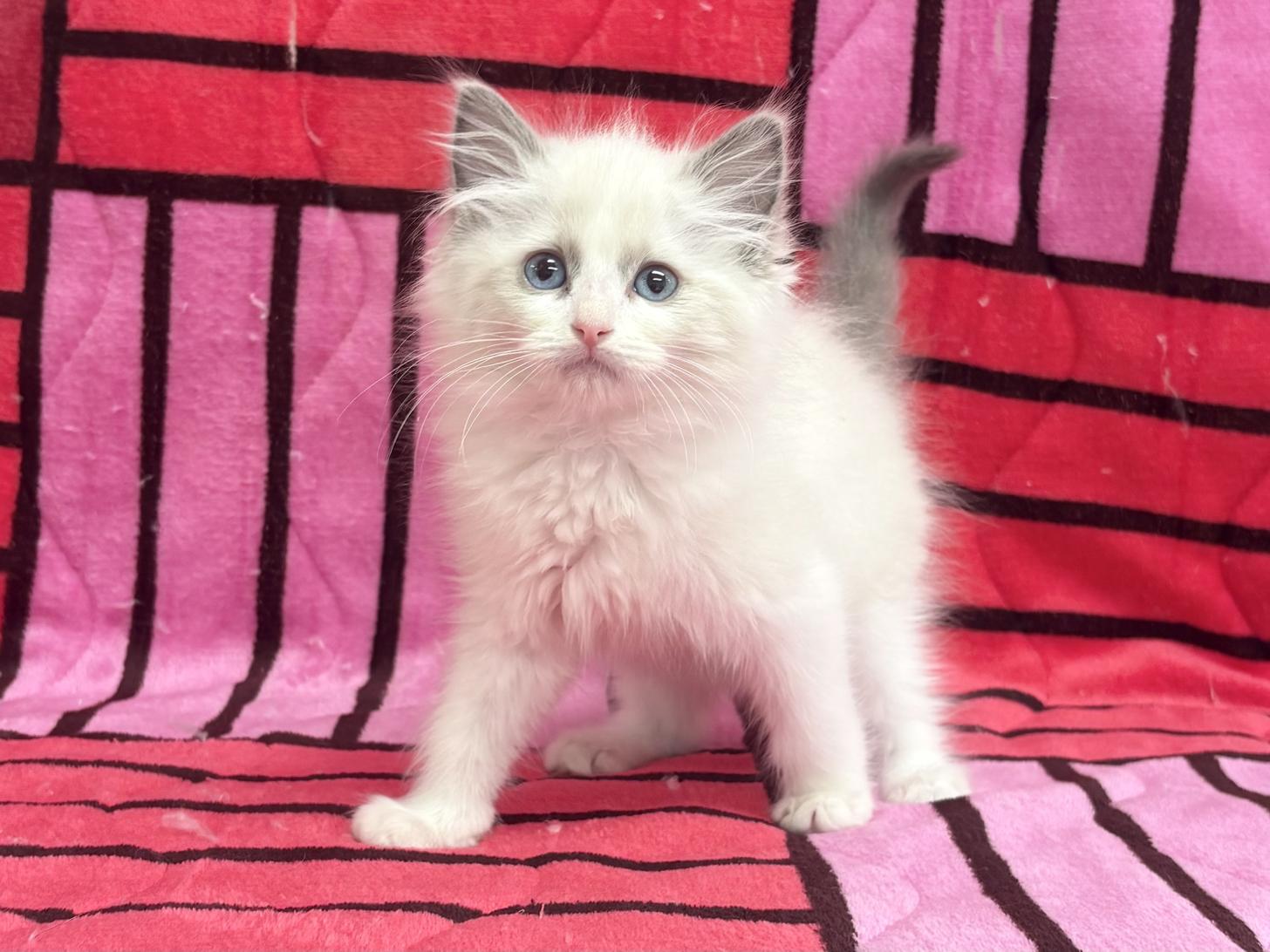 愛知県のラグドール (ハピースペット鳴海店/2025年10月20日生まれ/女の子/ブルーポイントバイカラー)の子猫の1枚目の画像