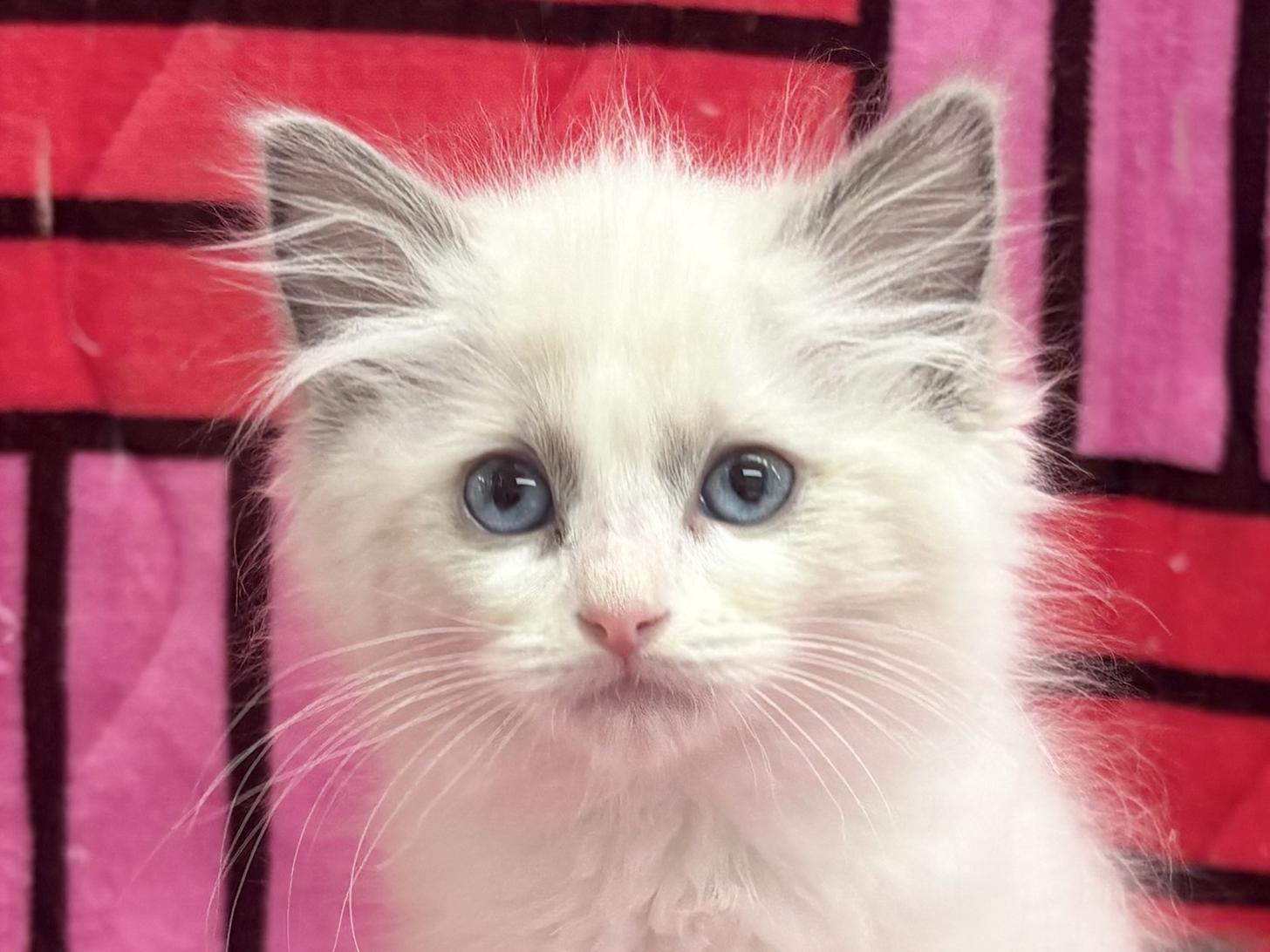 愛知県のラグドール (ハピースペット鳴海店/2025年10月20日生まれ/女の子/ブルーポイントバイカラー)の子猫の2枚目の画像