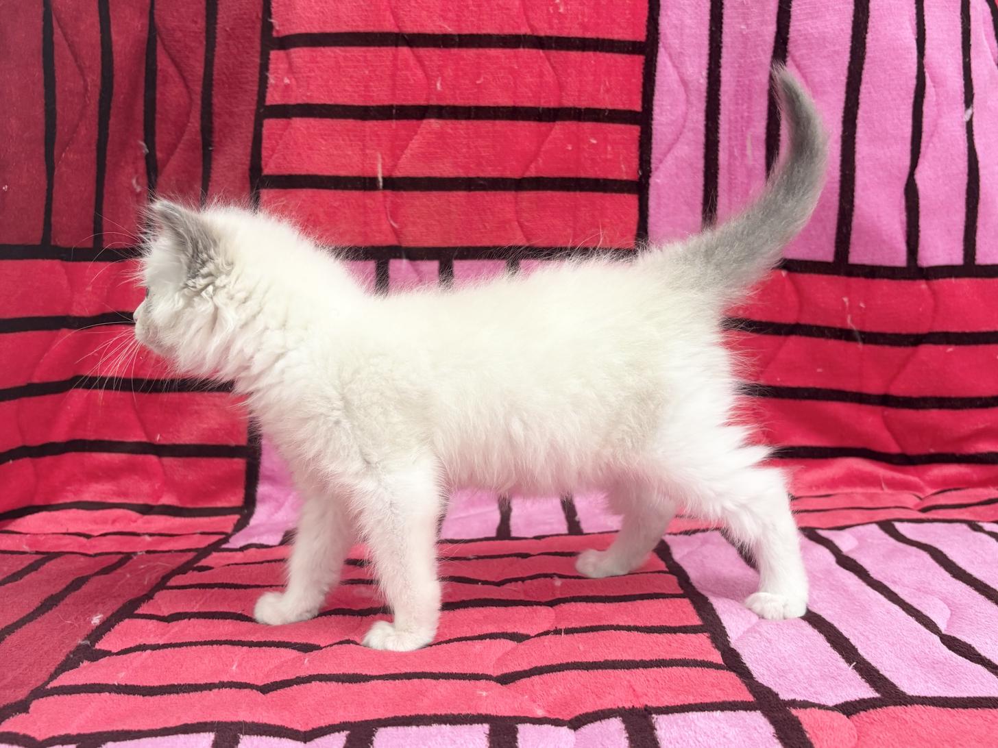 愛知県のラグドール (ハピースペット鳴海店/2025年10月20日生まれ/女の子/ブルーポイントバイカラー)の子猫の3枚目の画像