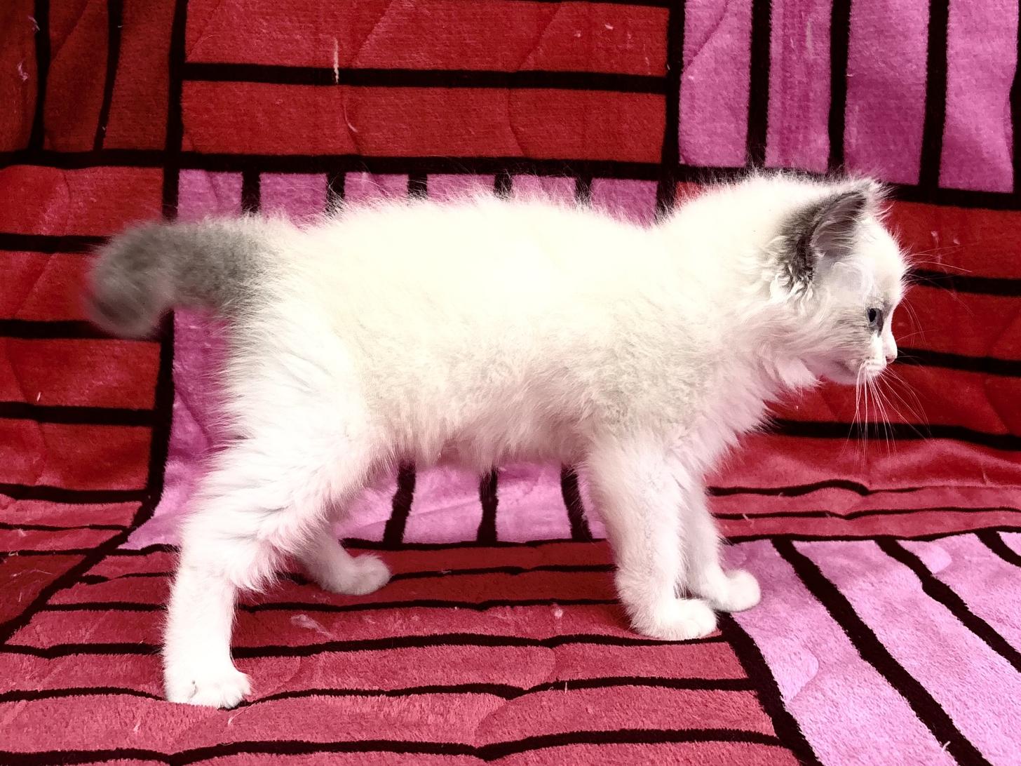 愛知県のラグドール (ハピースペット鳴海店/2025年10月20日生まれ/女の子/ブルーポイントバイカラー)の子猫の4枚目の画像