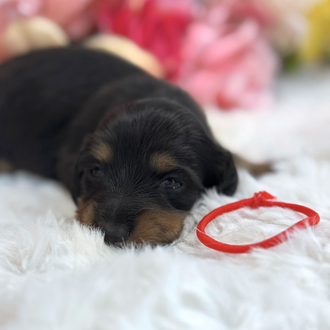 福岡県のミニチュアダックスフンド(ロング) (スタードッグス大牟田店/2026年3月2日生まれ/女の子/ブラックタン)の子犬の1枚目の画像