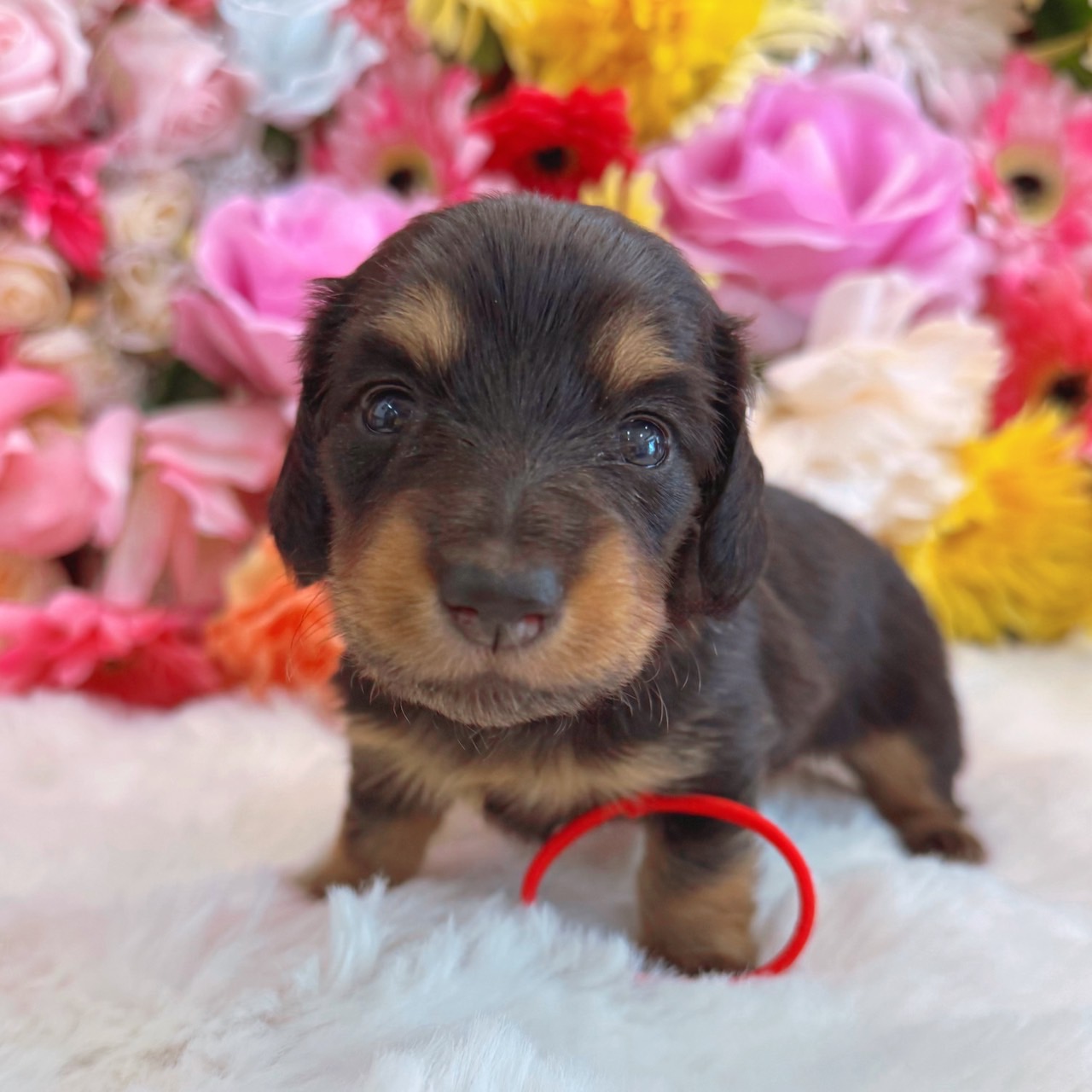 福岡県のミニチュアダックスフンド(ロング) (スタードッグス大牟田店/2026年3月2日生まれ/女の子/ブラックタン)の子犬