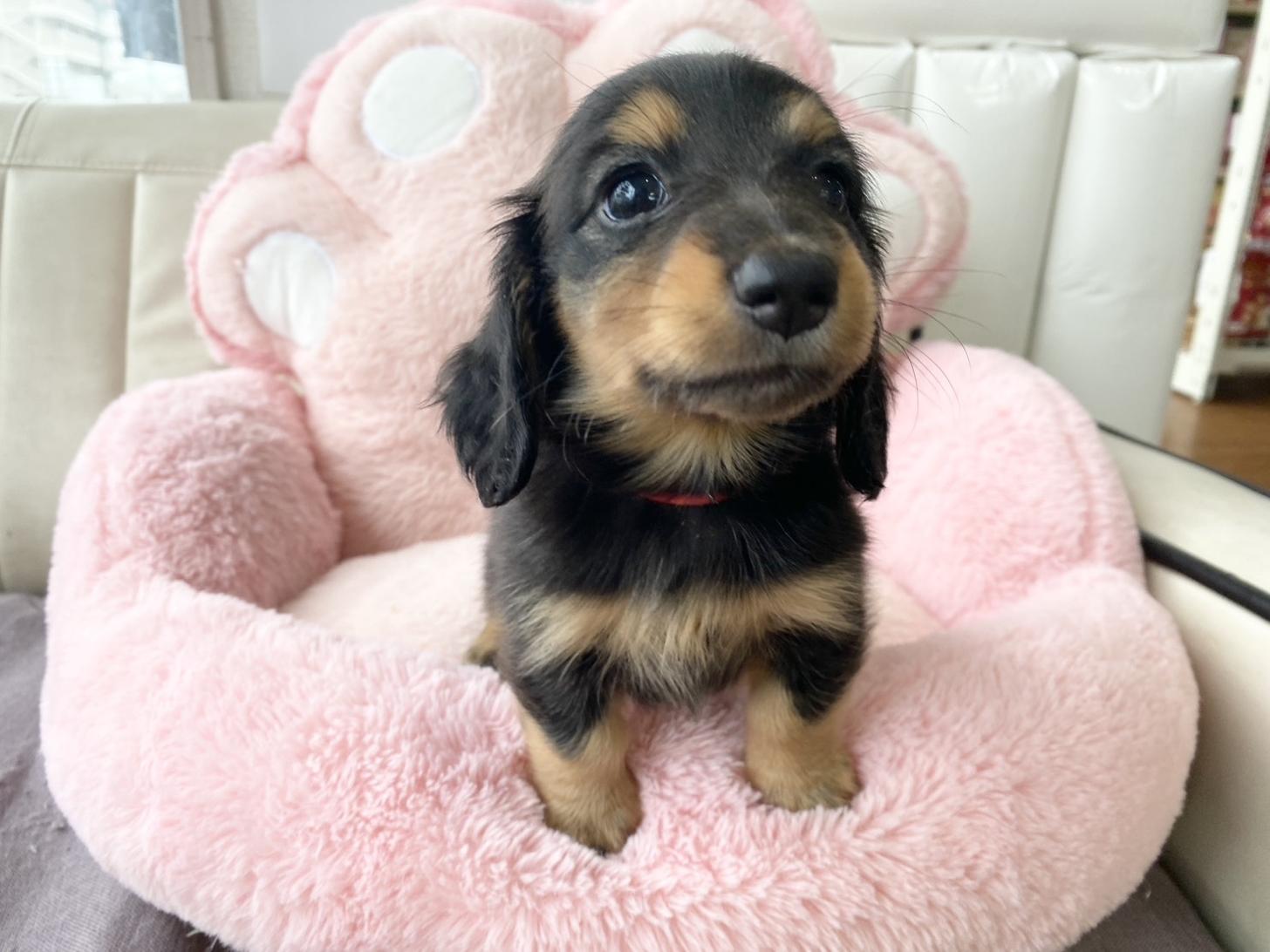 熊本県のミニチュアダックスフンド(ロング) (スタードッグス新熊本店/2026年3月2日生まれ/女の子/ブラックタン)の子犬の1枚目の画像