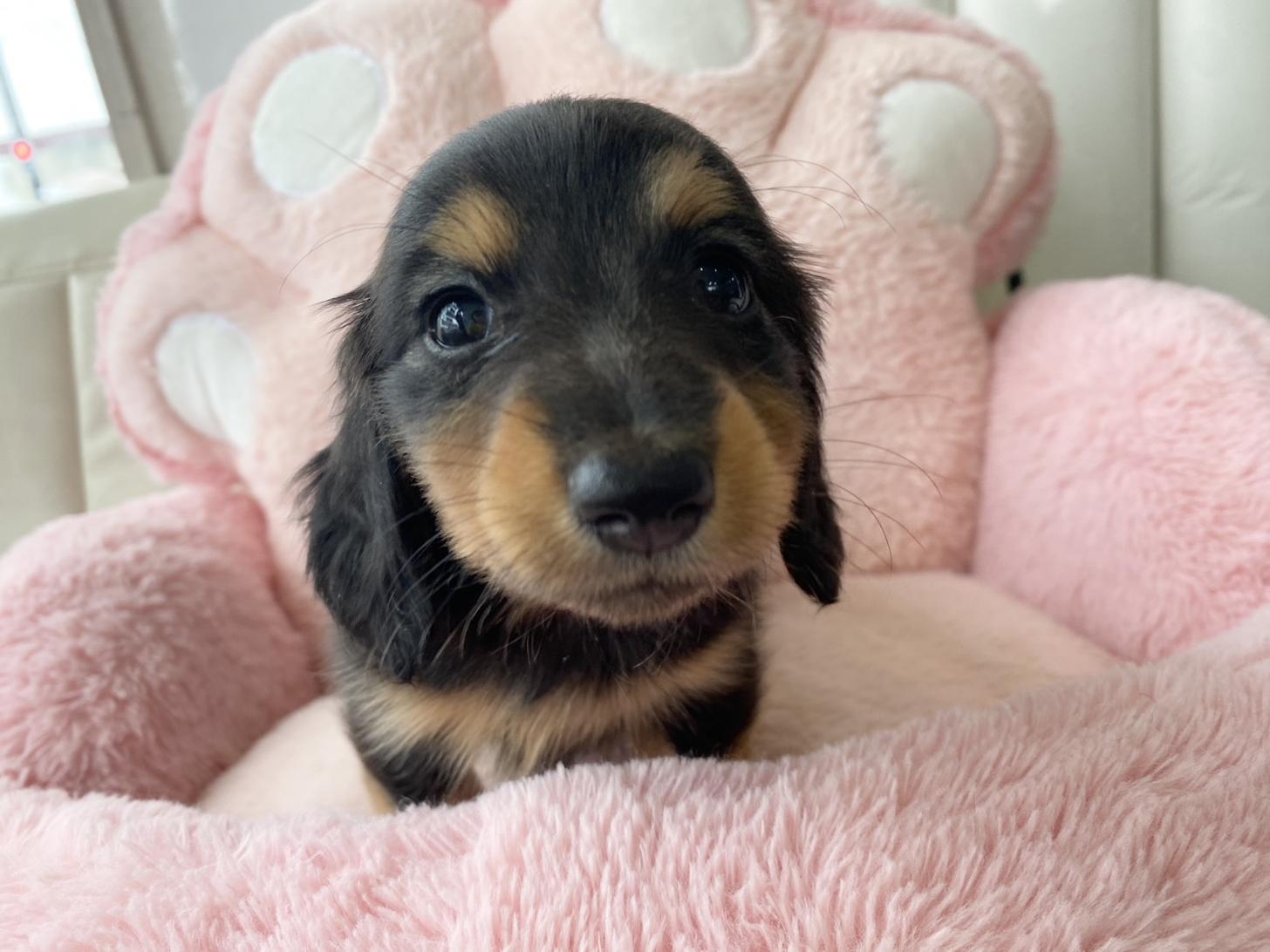 熊本県のミニチュアダックスフンド(ロング) (スタードッグス新熊本店/2026年3月2日生まれ/女の子/ブラックタン)の子犬の2枚目の画像