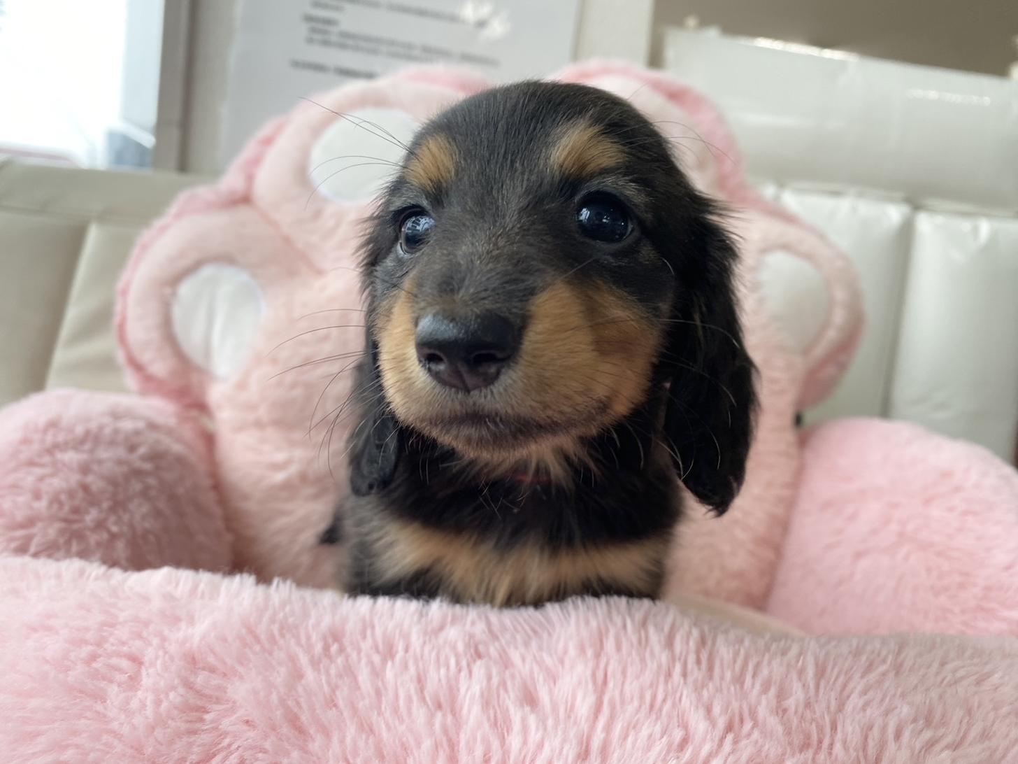 熊本県のミニチュアダックスフンド(ロング) (スタードッグス新熊本店/2026年3月2日生まれ/女の子/ブラックタン)の子犬の3枚目の画像