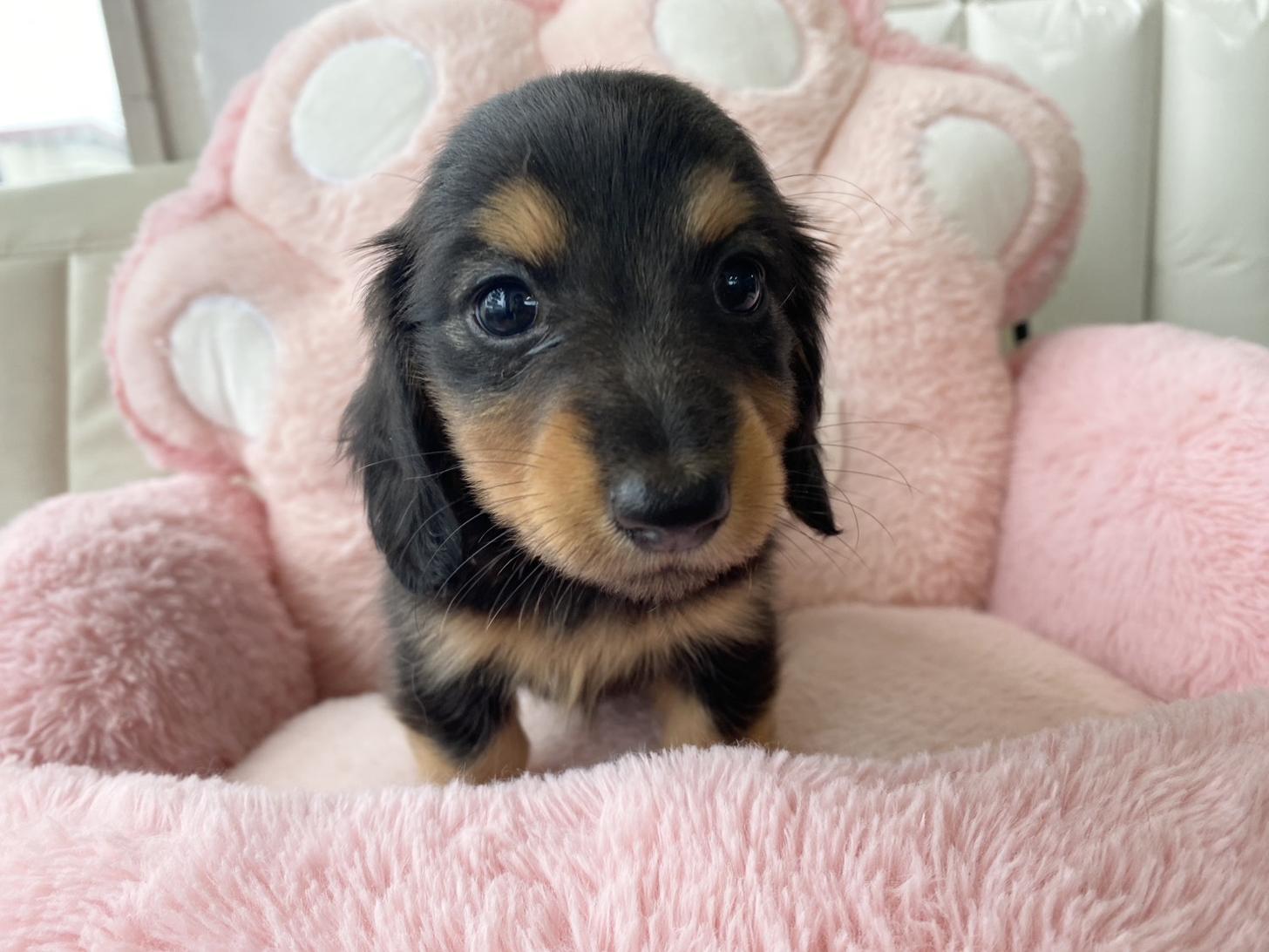 熊本県のミニチュアダックスフンド(ロング) (スタードッグス新熊本店/2026年3月2日生まれ/女の子/ブラックタン)の子犬の4枚目の画像