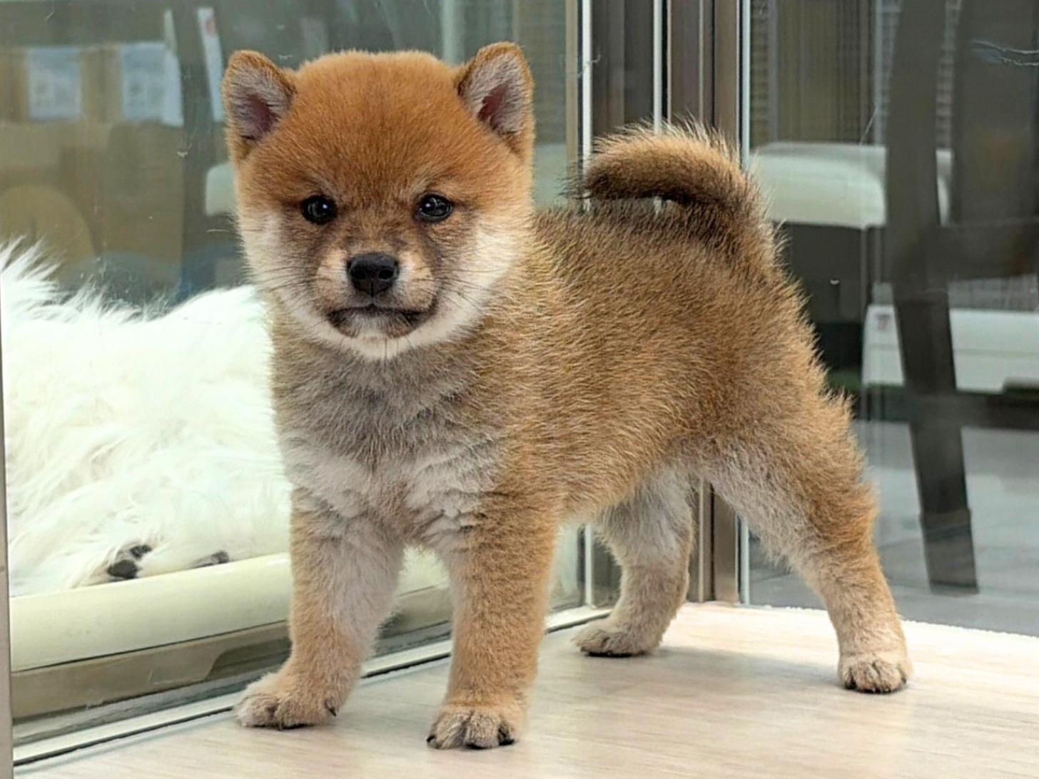 愛知県の豆柴 (ディスワン稲沢平和店/2026年8月30日生まれ/男の子/赤)の子犬の2枚目の画像
