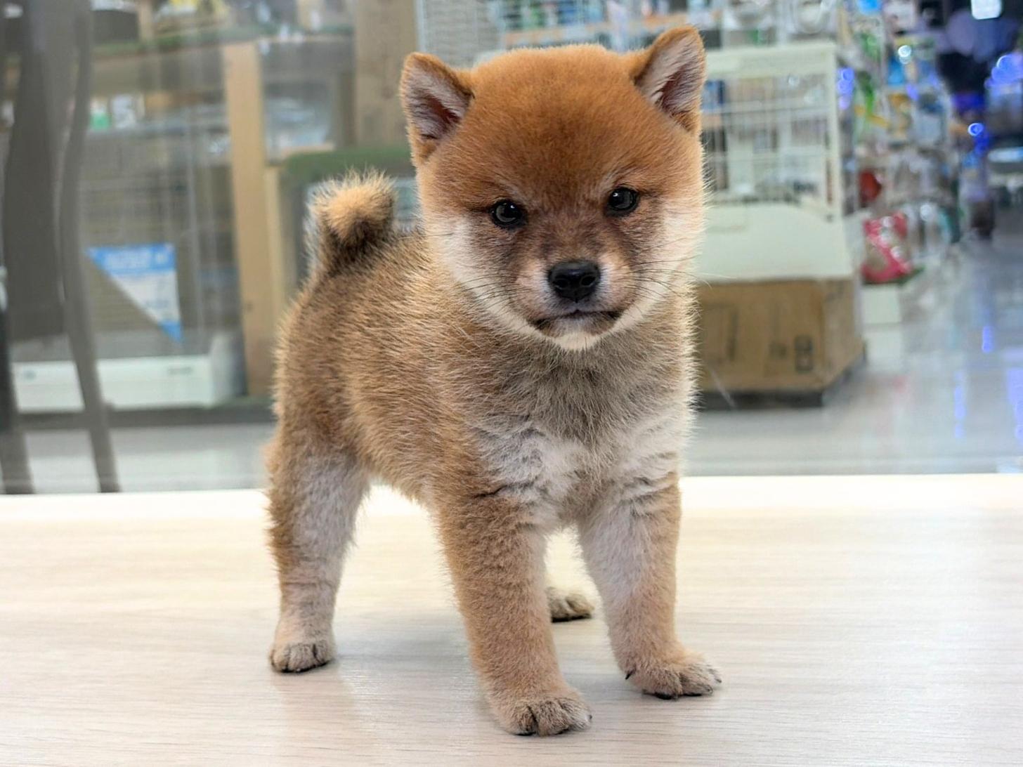 愛知県の豆柴 (ディスワン稲沢平和店/2026年8月30日生まれ/男の子/赤)の子犬の3枚目の画像