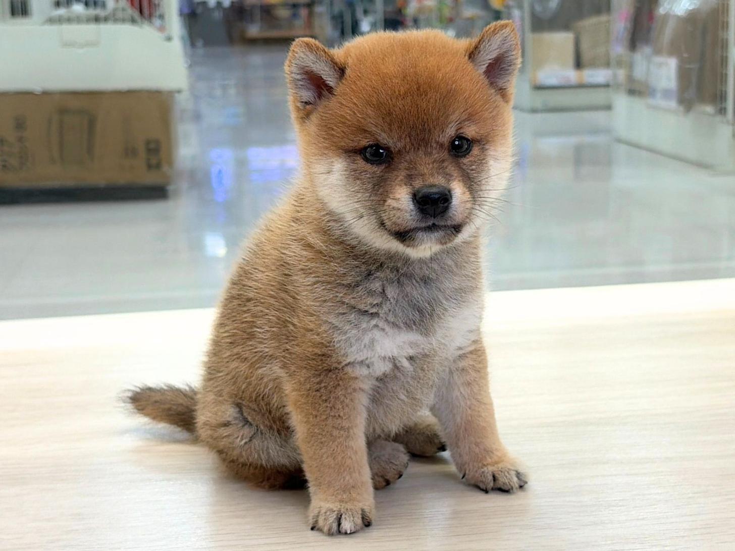 愛知県の豆柴 (ディスワン稲沢平和店/2026年8月30日生まれ/男の子/赤)の子犬の4枚目の画像