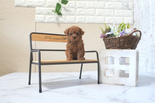 滋賀県のトイプードル(トイ) (いっぷく湖南店/2025年7月5日生まれ/女の子/レッドフォーン)の子犬の2枚目の画像