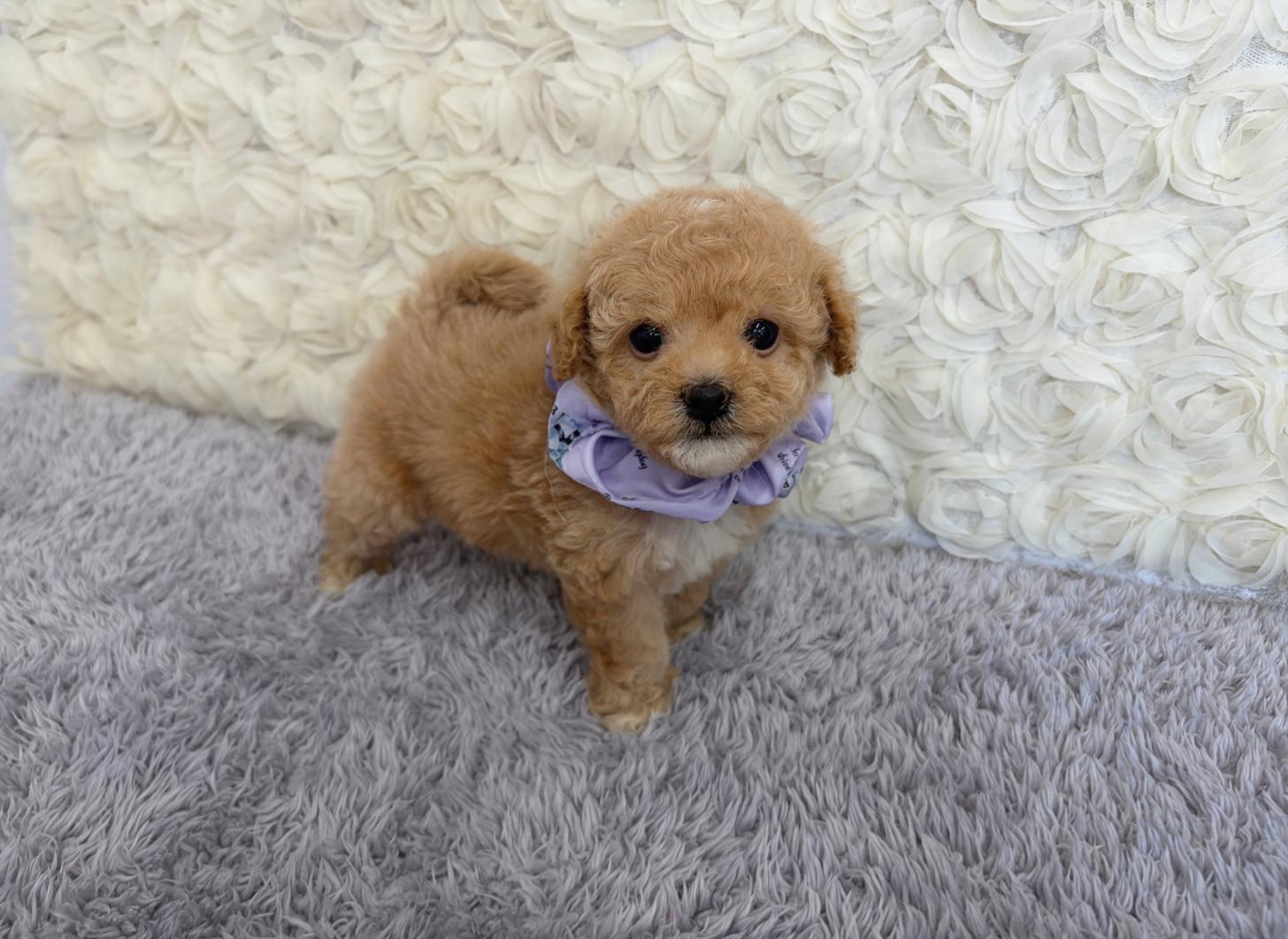 福岡県のビションプー(ビションフリーゼ×プードル) (ぱぴぷぺっと福岡店/2026年1月22日生まれ/女の子/クリーム)の子犬の1枚目の画像