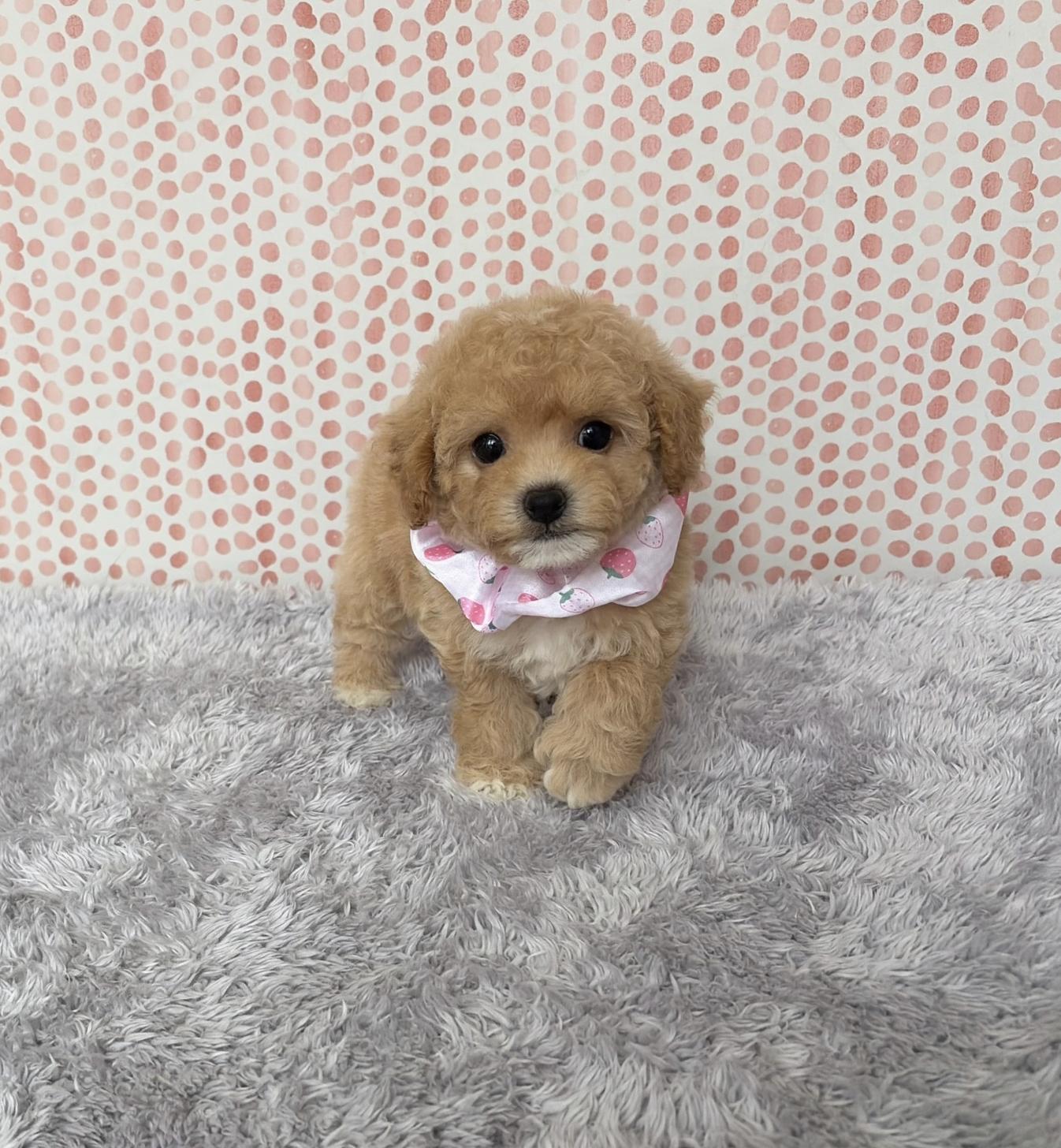 福岡県のビションプー(ビションフリーゼ×プードル) (ぱぴぷぺっと福岡店/2026年1月22日生まれ/女の子/クリーム)の子犬の1枚目の画像