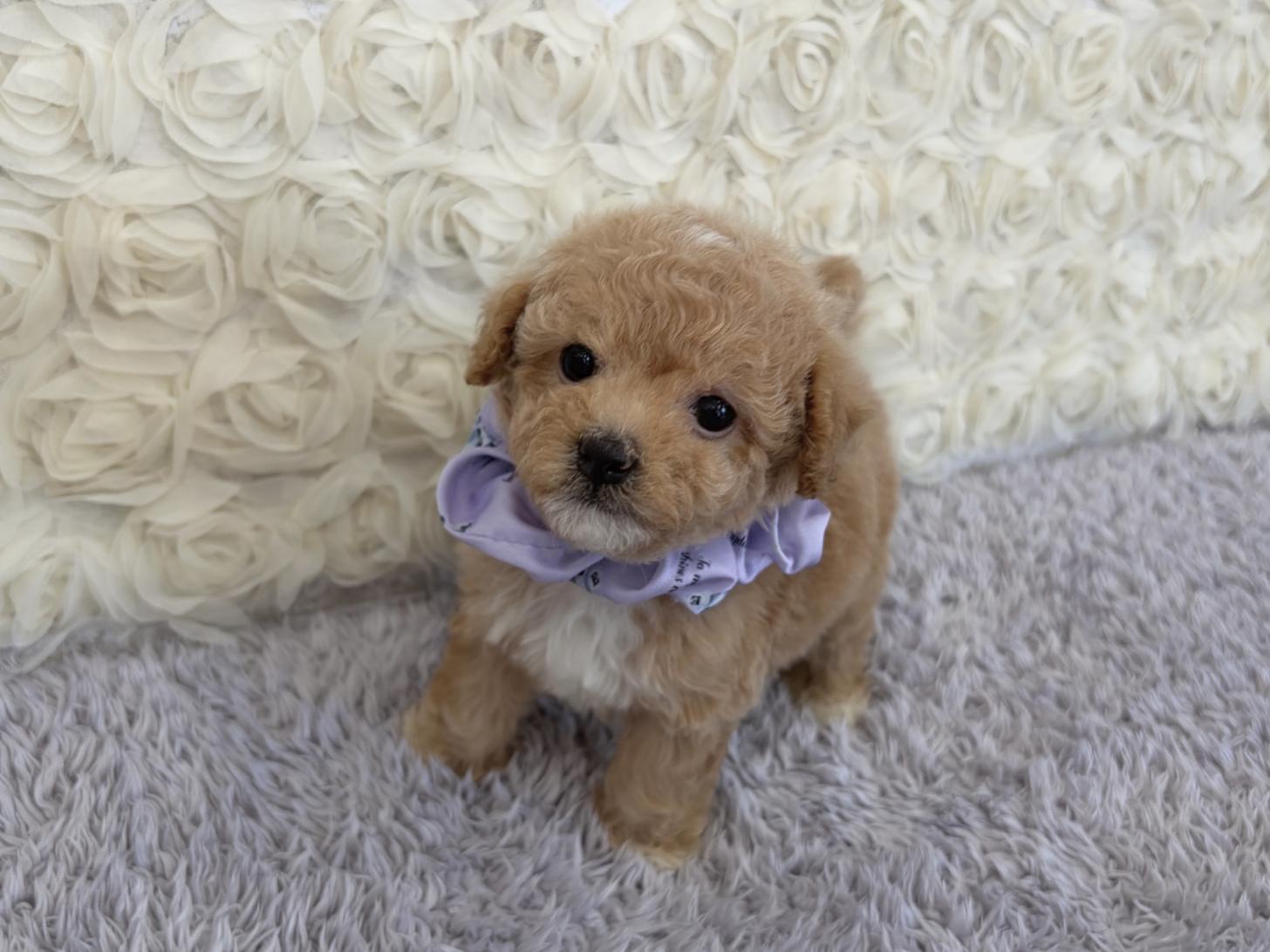 福岡県のビションプー(ビションフリーゼ×プードル) (ぱぴぷぺっと福岡店/2026年1月22日生まれ/女の子/クリーム)の子犬の2枚目の画像