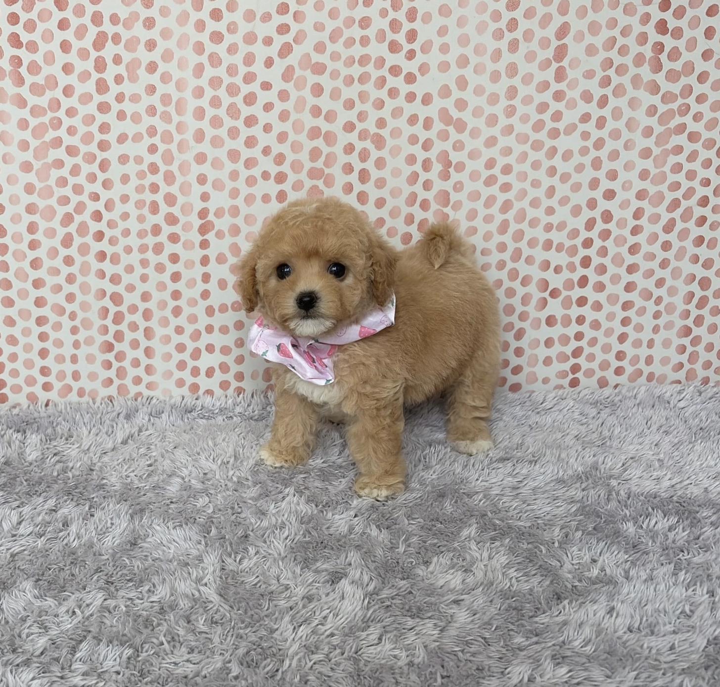 福岡県のビションプー(ビションフリーゼ×プードル) (ぱぴぷぺっと福岡店/2026年1月22日生まれ/女の子/クリーム)の子犬の2枚目の画像