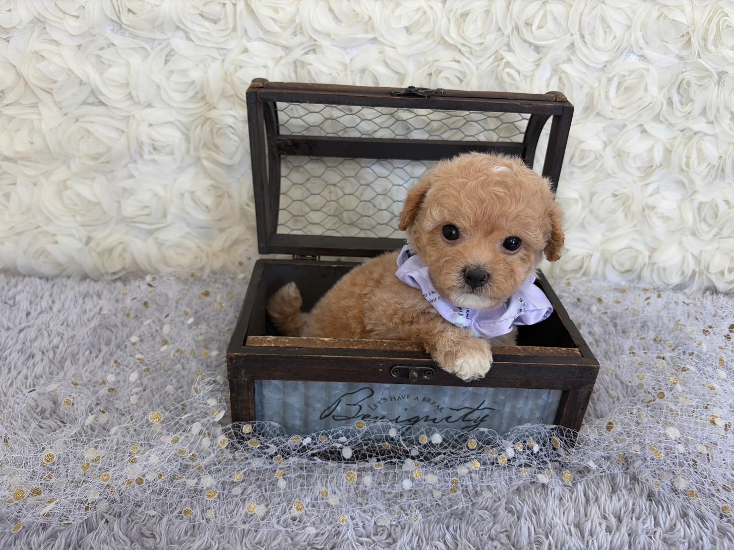 福岡県のビションプー(ビションフリーゼ×プードル) (ぱぴぷぺっと福岡店/2026年1月22日生まれ/女の子/クリーム)の子犬の3枚目の画像