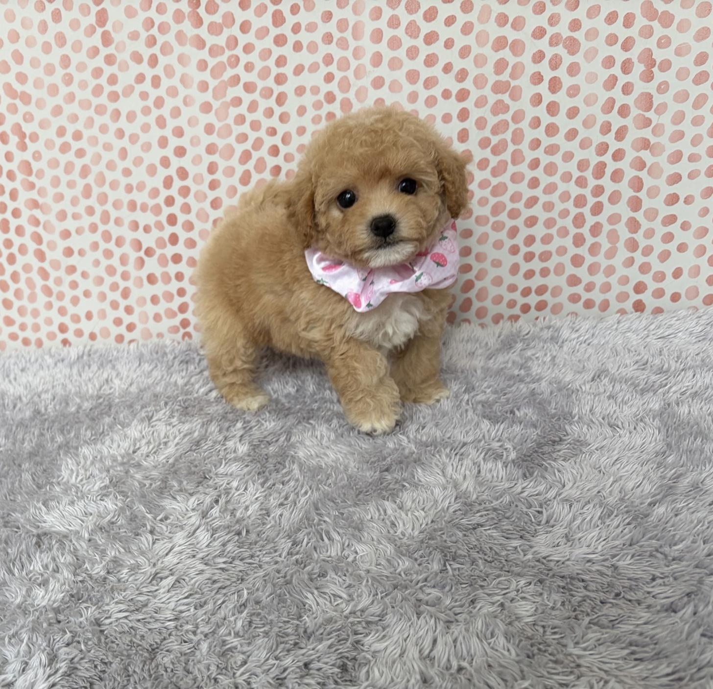 福岡県のビションプー(ビションフリーゼ×プードル) (ぱぴぷぺっと福岡店/2026年1月22日生まれ/女の子/クリーム)の子犬の3枚目の画像