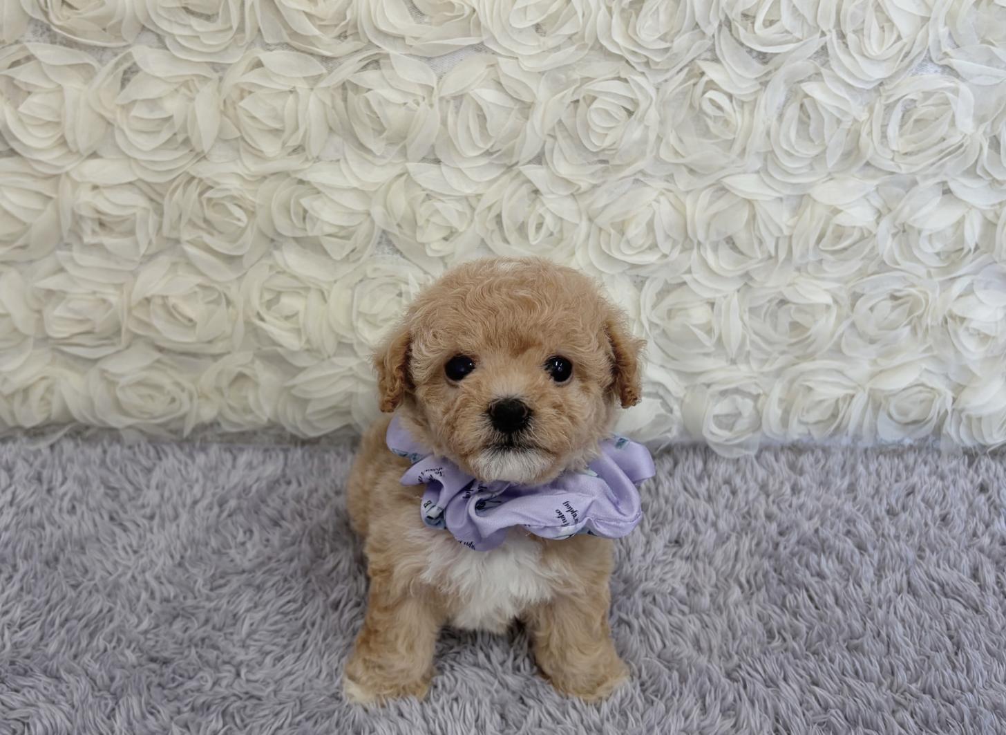 福岡県のビションプー(ビションフリーゼ×プードル) (ぱぴぷぺっと福岡店/2026年1月22日生まれ/女の子/クリーム)の子犬の4枚目の画像