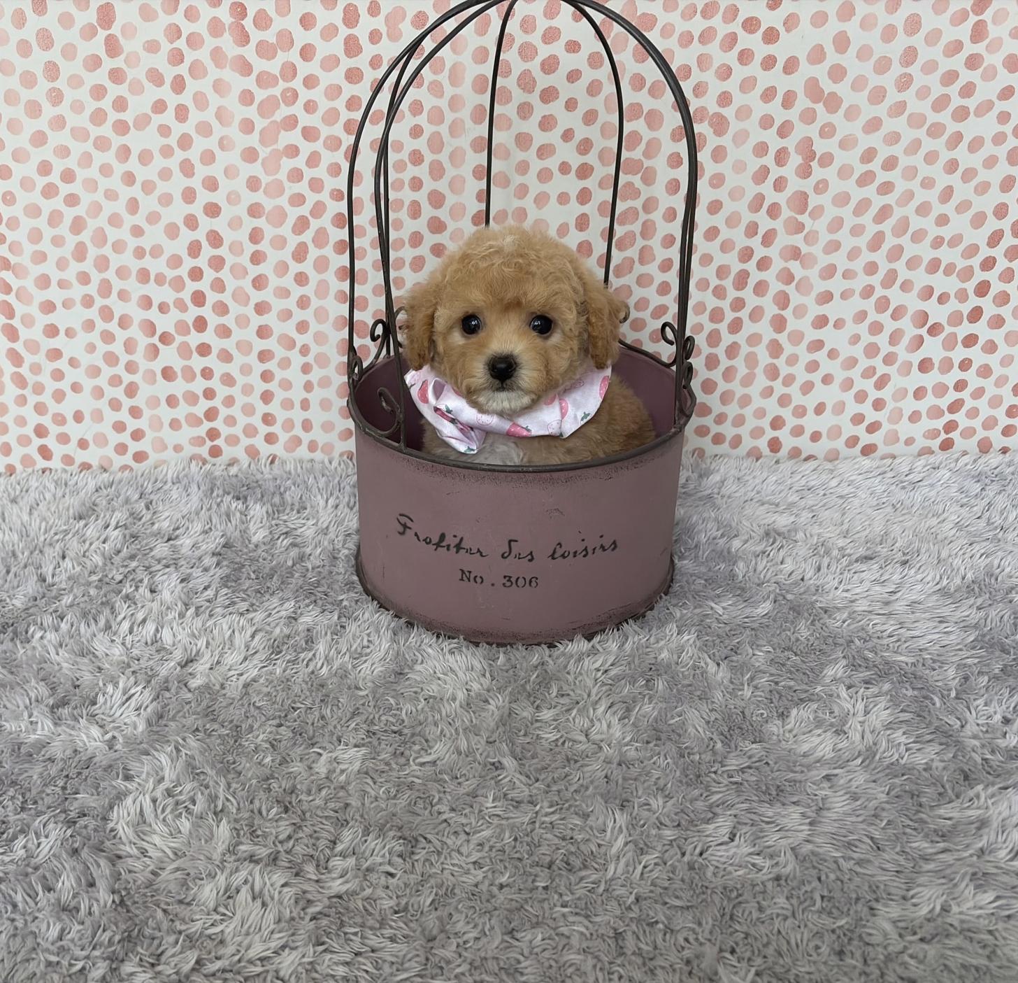 福岡県のビションプー(ビションフリーゼ×プードル) (ぱぴぷぺっと福岡店/2026年1月22日生まれ/女の子/クリーム)の子犬の4枚目の画像