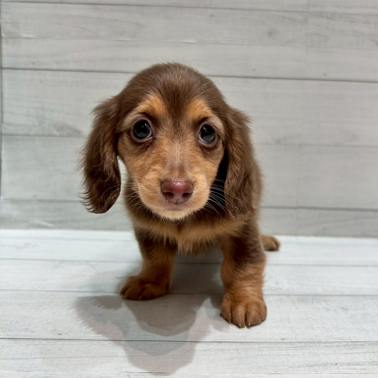 千葉県のミニチュアダックスフンド(ロング) (ペピカあびこ店/2025年12月7日生まれ/女の子/チョコレートクリーム)の子犬の1枚目の画像