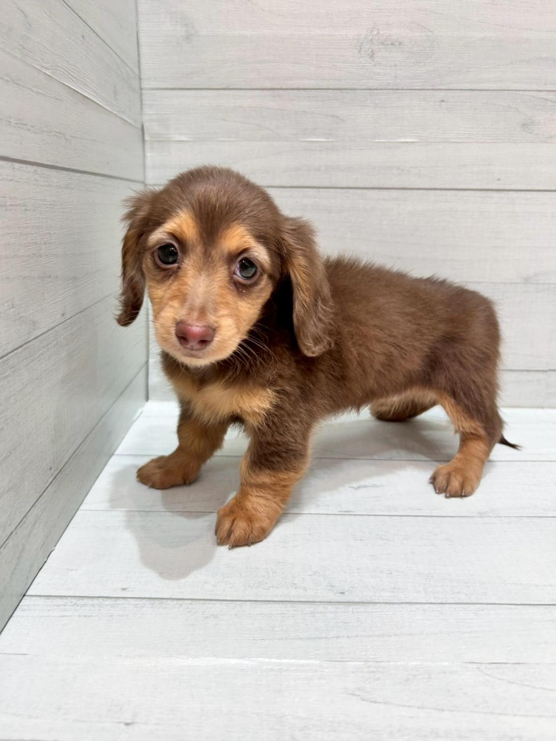 千葉県のミニチュアダックスフンド(ロング) (ペピカあびこ店/2025年12月7日生まれ/女の子/チョコレートクリーム)の子犬の2枚目の画像