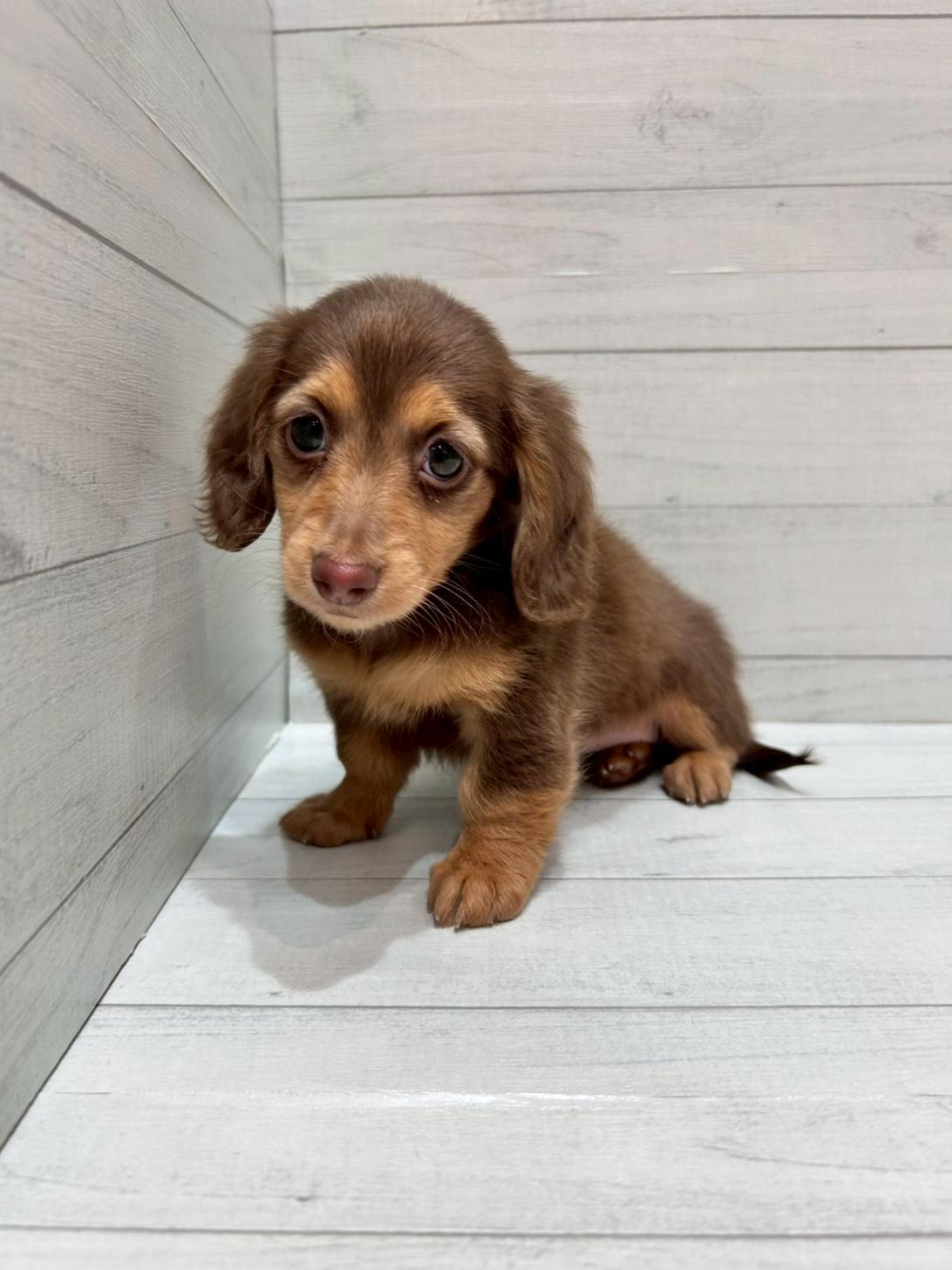 千葉県のミニチュアダックスフンド(ロング) (ペピカあびこ店/2025年12月7日生まれ/女の子/チョコレートクリーム)の子犬の3枚目の画像