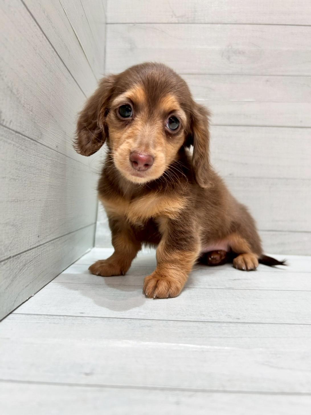 千葉県のミニチュアダックスフンド(ロング) (ペピカあびこ店/2025年12月7日生まれ/女の子/チョコレートクリーム)の子犬の4枚目の画像