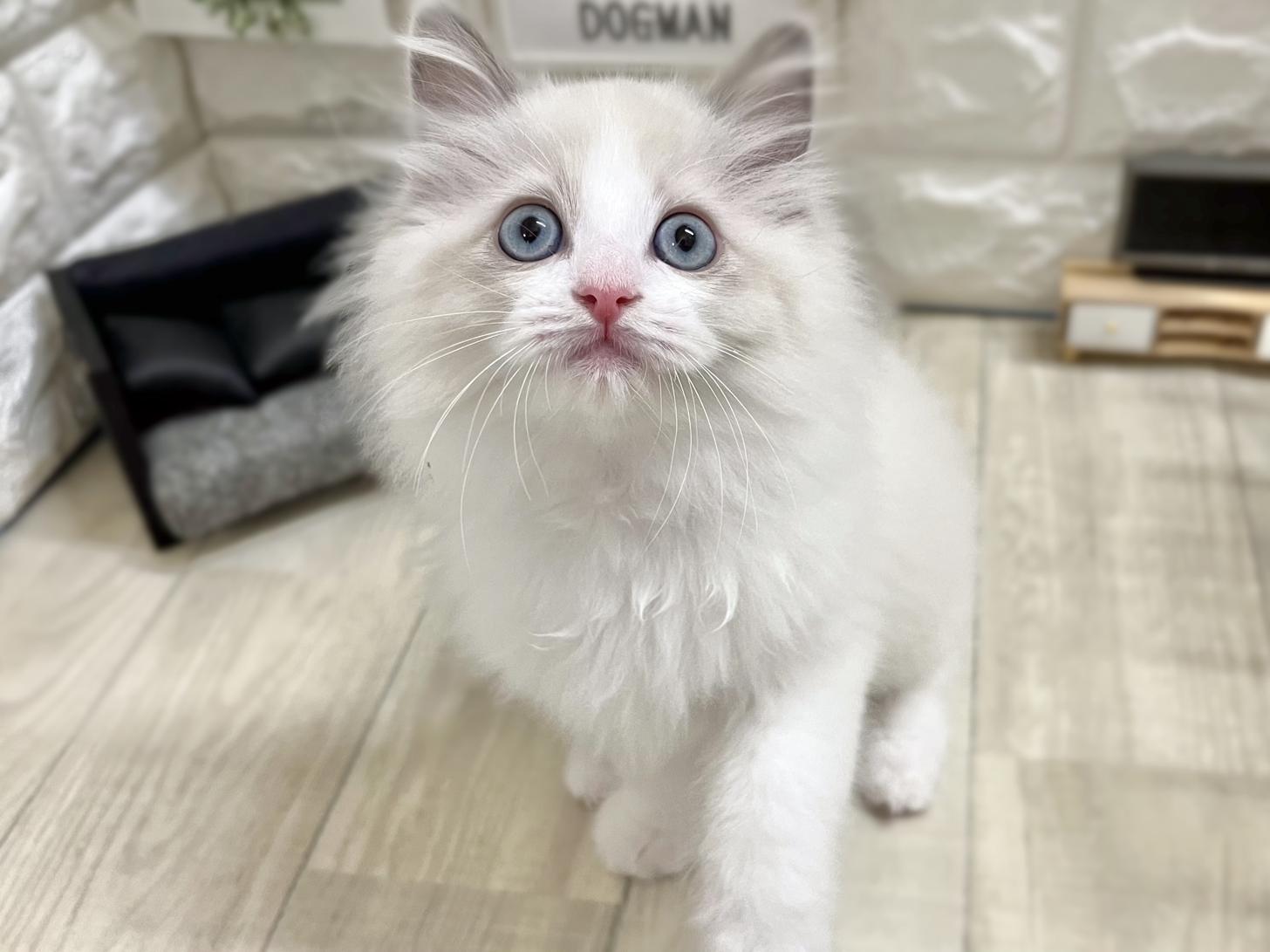 大阪府のラグドール (DOGMAN平野瓜破店/2025年12月28日生まれ/女の子/シールブルーポイントバイカラー)の子猫の1枚目の画像