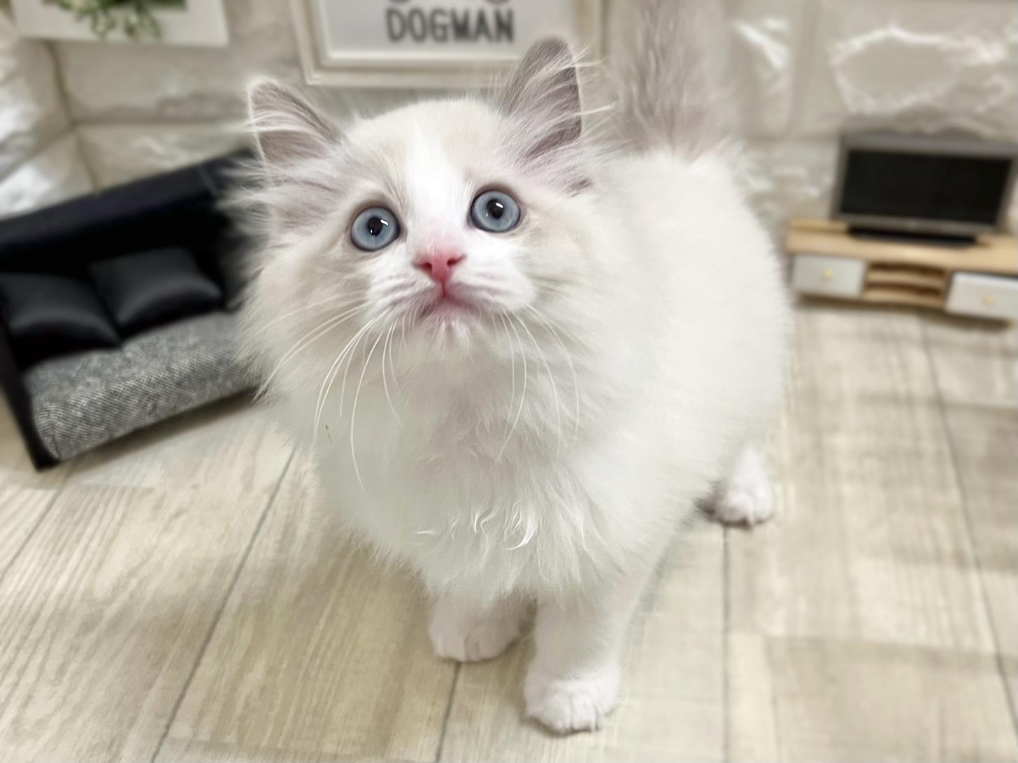 大阪府のラグドール (DOGMAN平野瓜破店/2025年12月28日生まれ/女の子/シールブルーポイントバイカラー)の子猫の3枚目の画像
